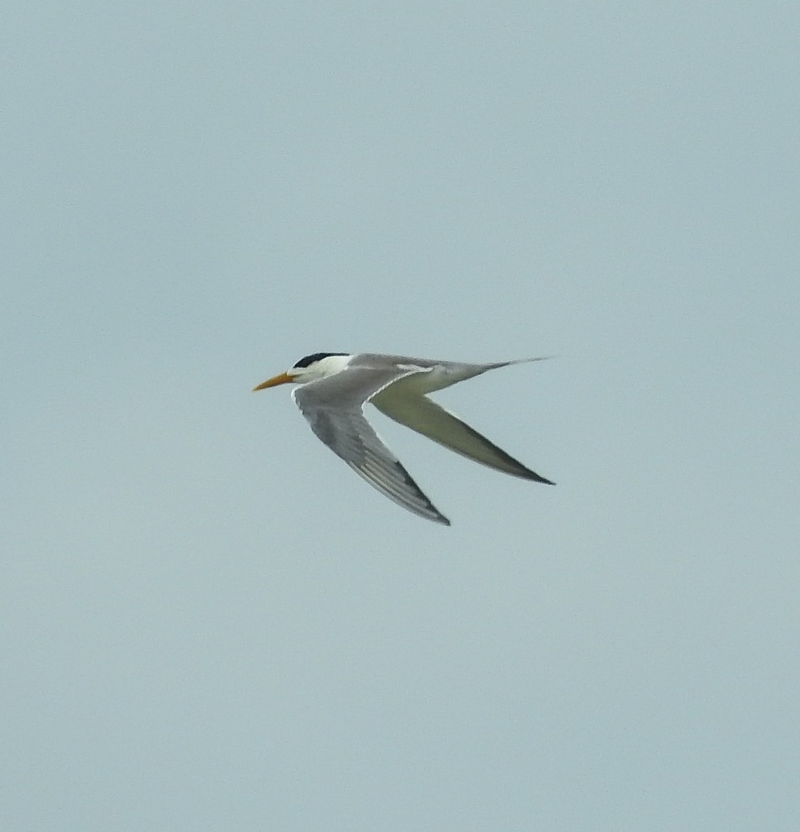 Great Crested Tern - ML238417711