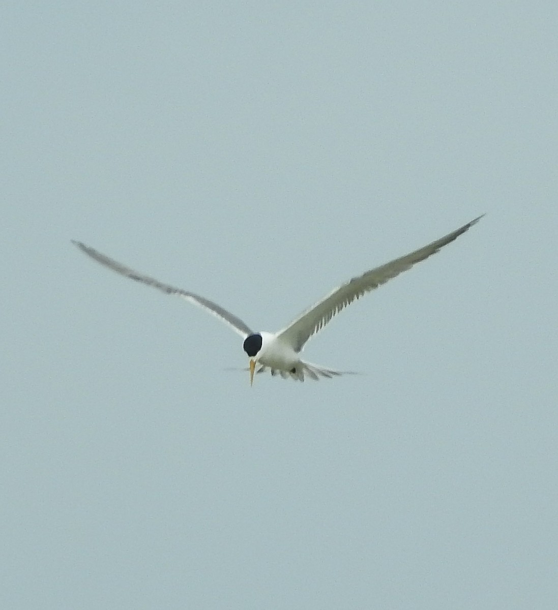Great Crested Tern - ML238417741