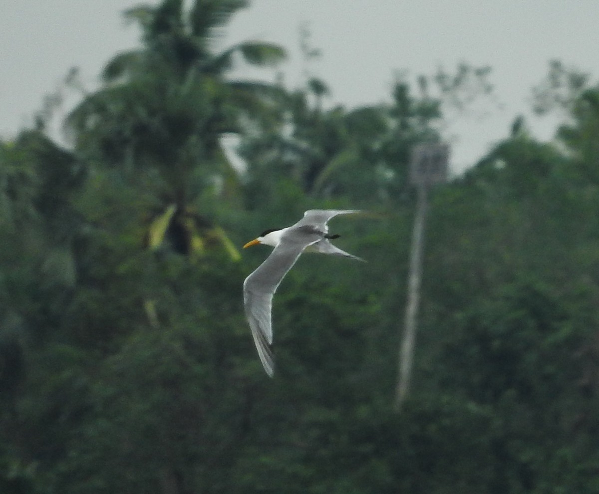 Great Crested Tern - ML238417801