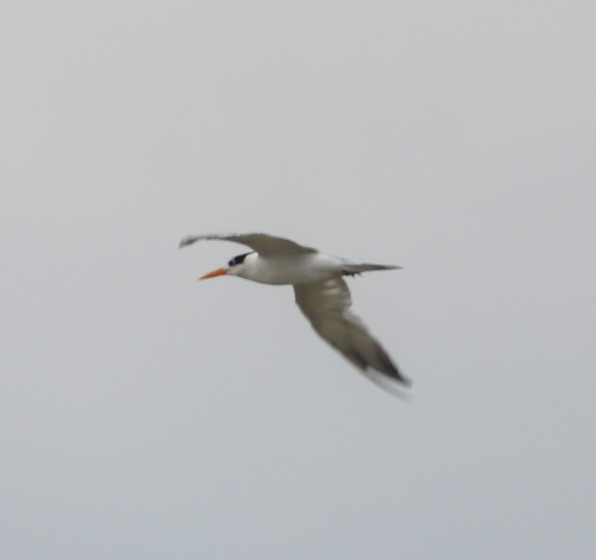 Lesser Crested Tern - ML238417961