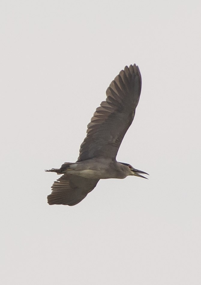 Black-crowned Night Heron - ML238418241