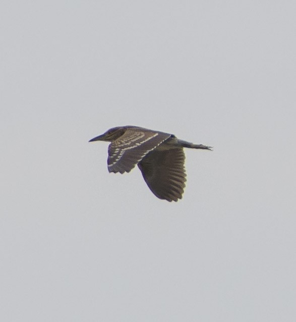 Black-crowned Night Heron - ML238418271