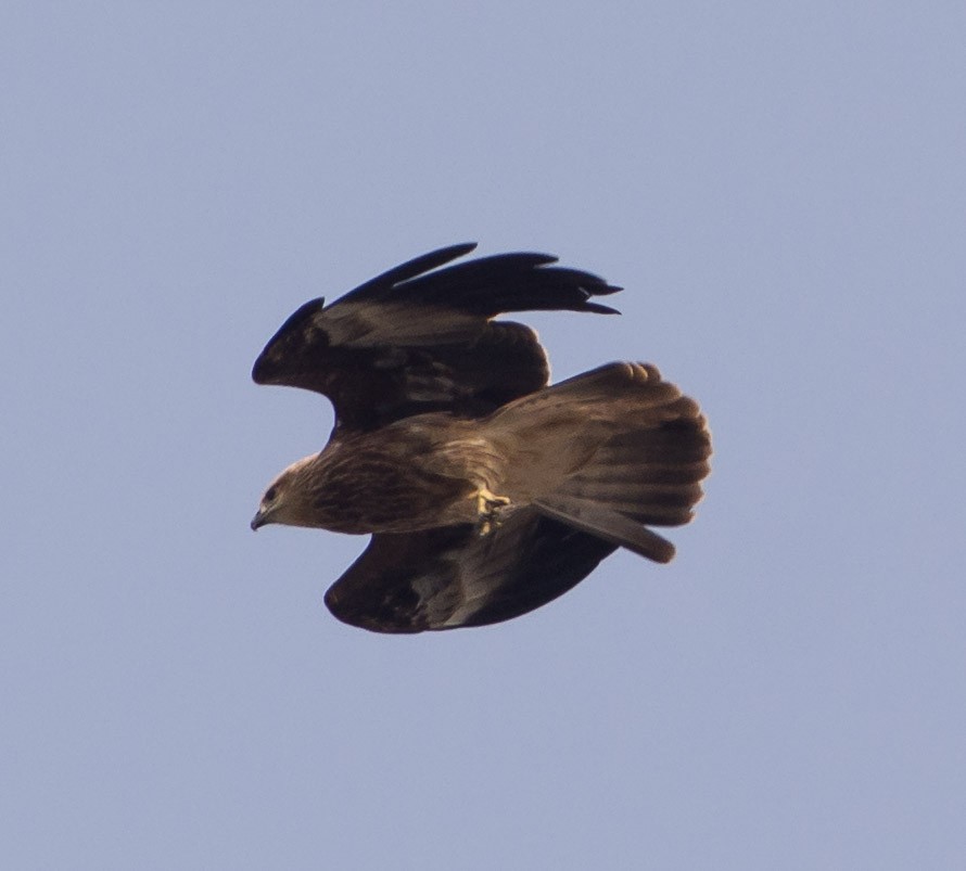 Brahminy Kite - ML238418331