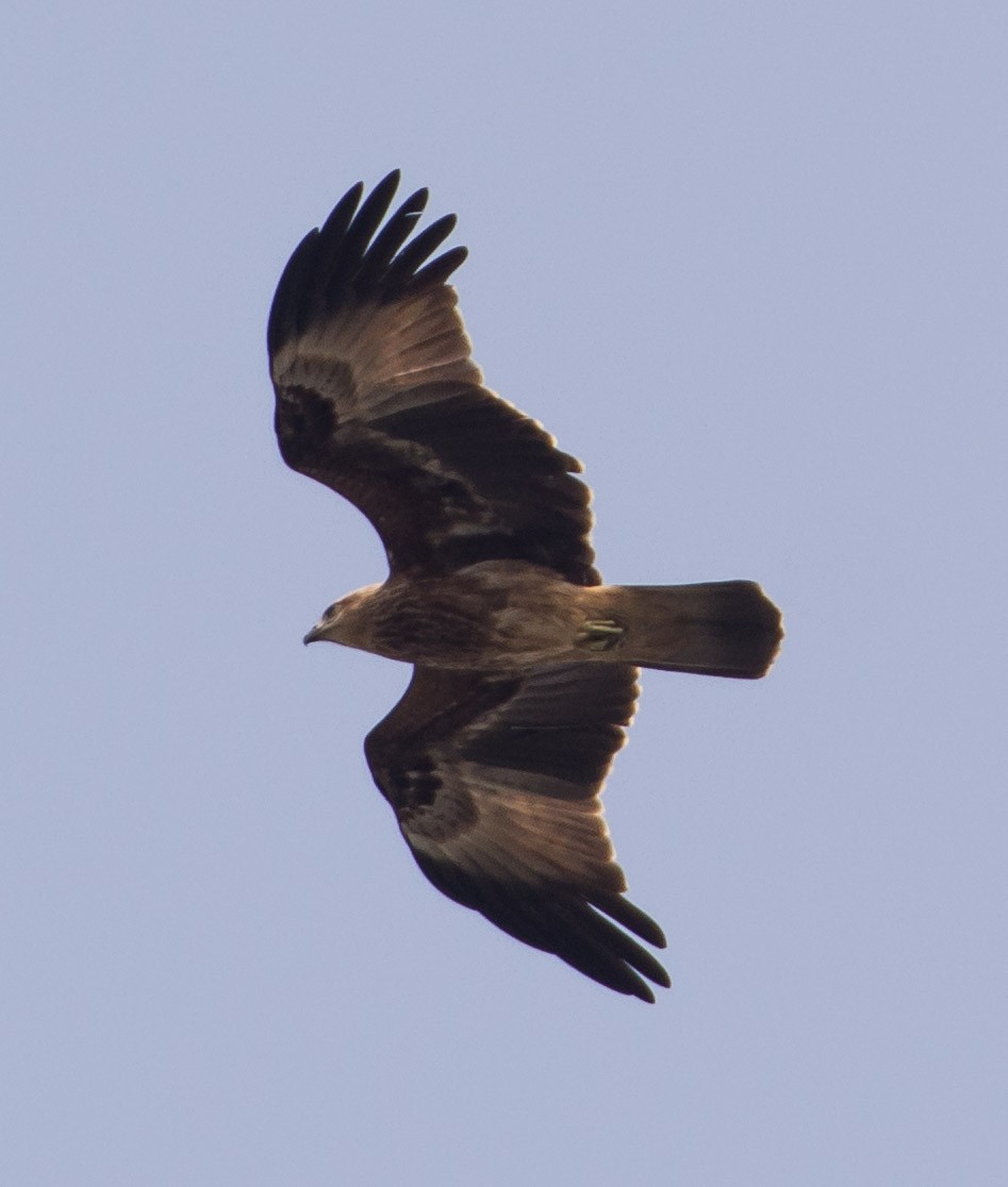 Brahminy Kite - ML238418351