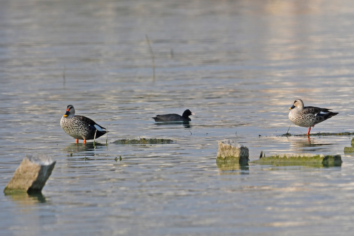 Indian Spot-billed Duck - ML238419451