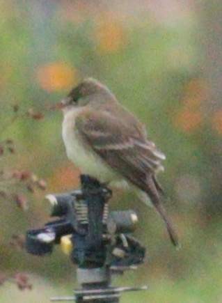 Alder/Willow Flycatcher (Traill's Flycatcher) - ML238419791