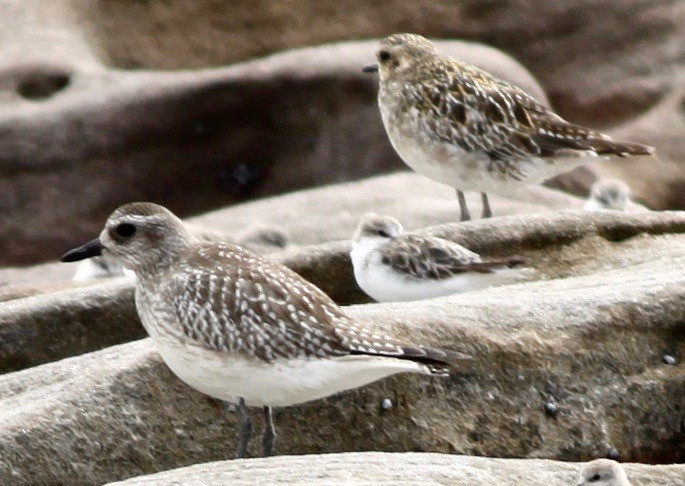 Black-bellied Plover - ML238420741