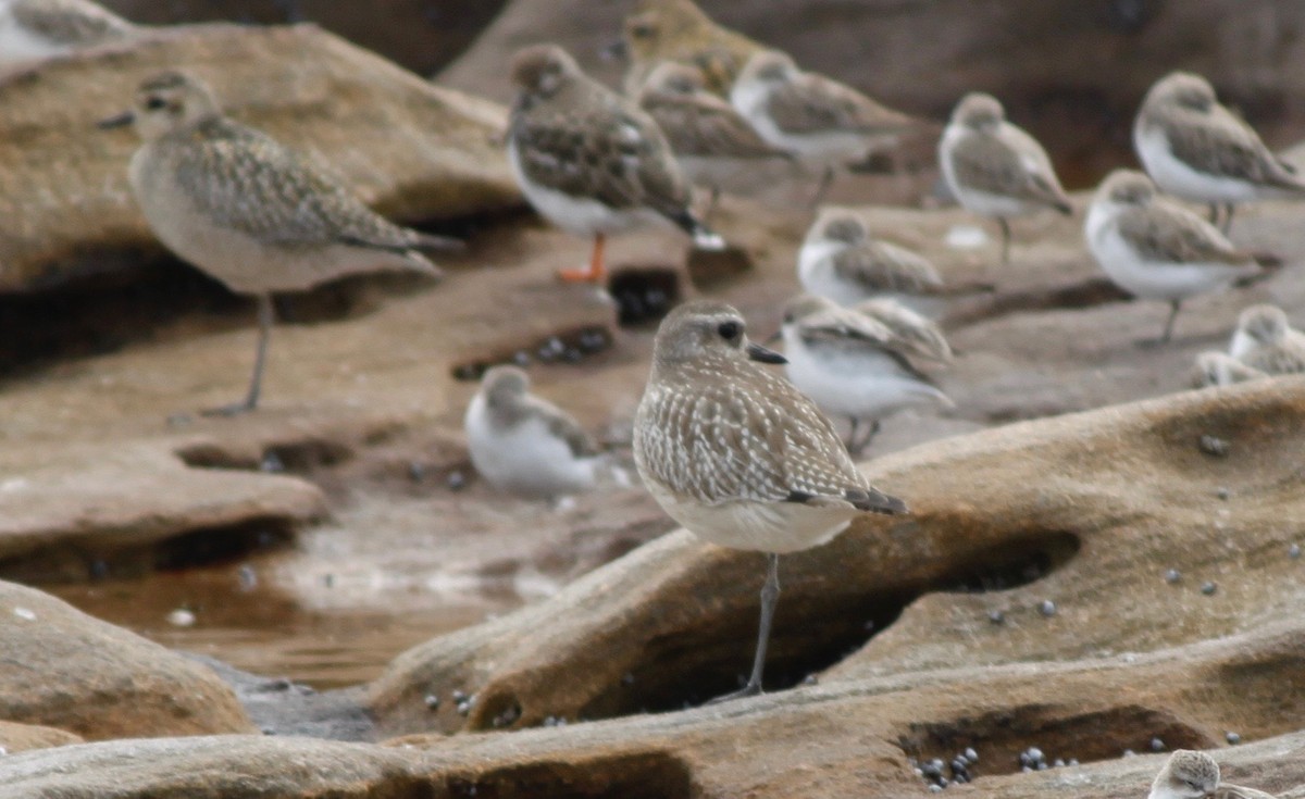 Black-bellied Plover - ML238420891