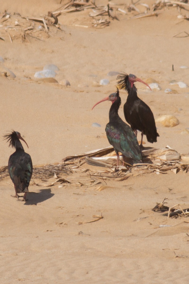 Northern Bald Ibis - ML238421831