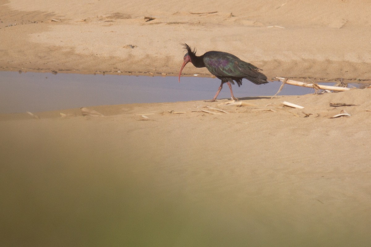 Northern Bald Ibis - ML238421861