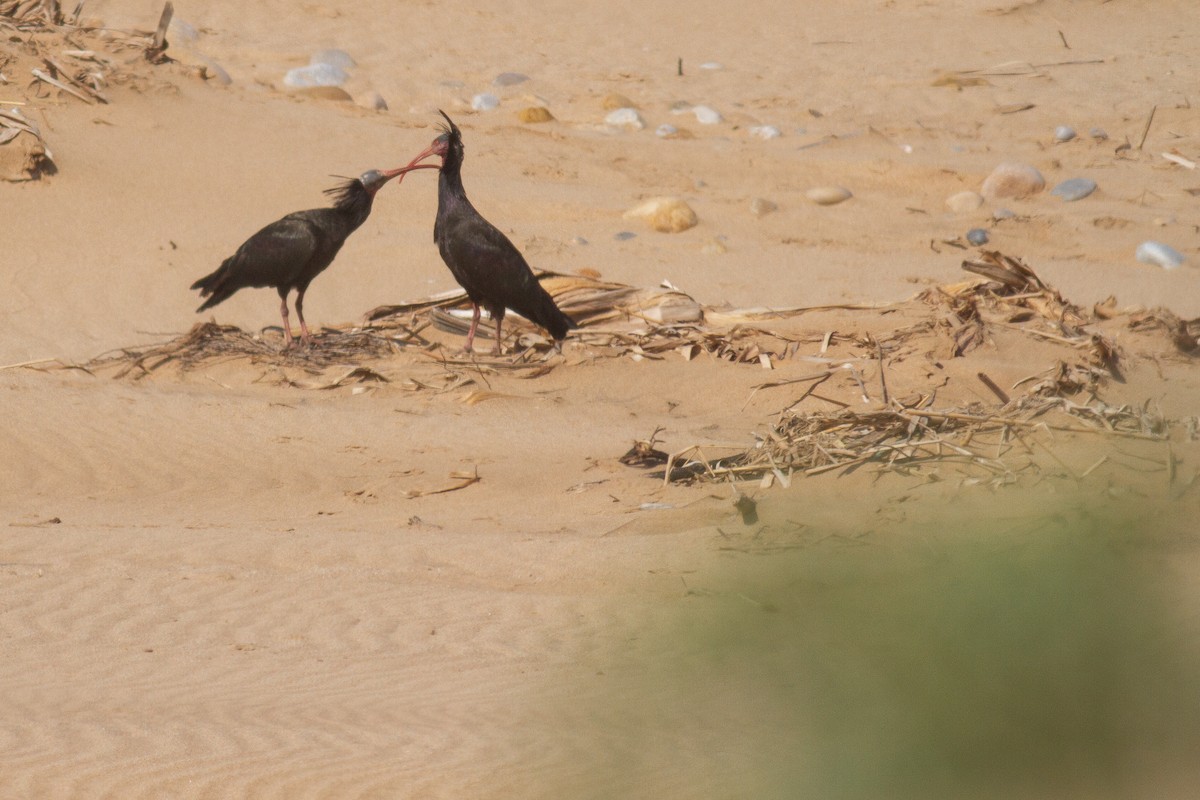 Northern Bald Ibis - Frédéric Bacuez