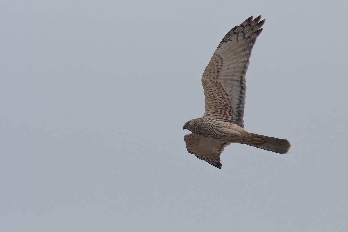 Eastern Marsh Harrier - ML238422291