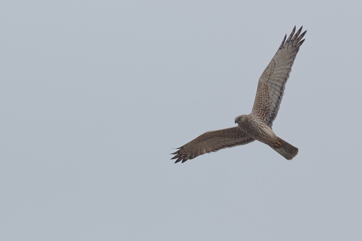 Eastern Marsh Harrier - ML238422321