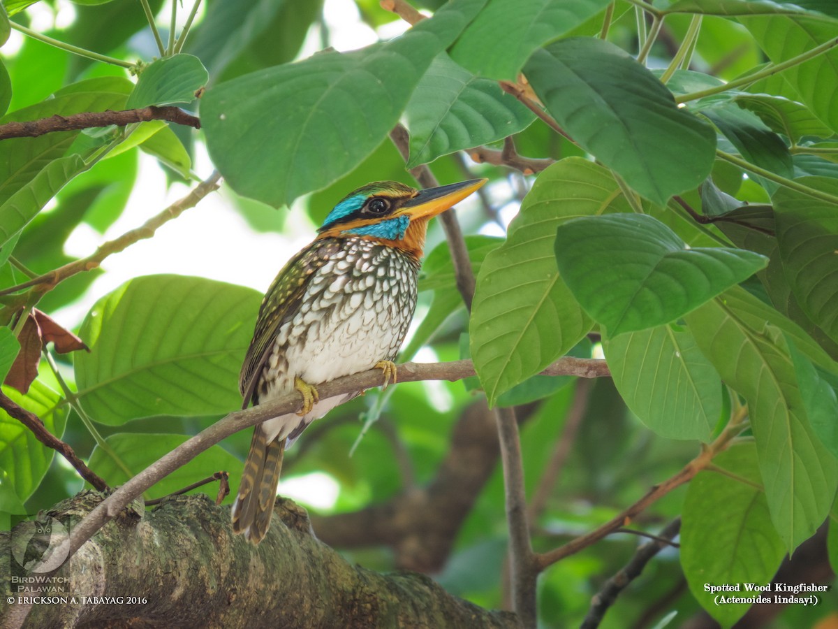 Spotted Kingfisher - ML238422631