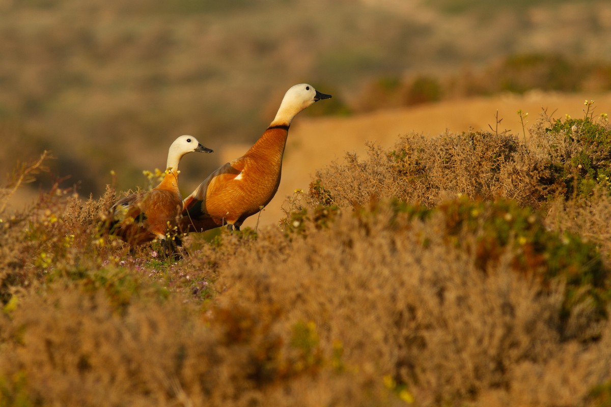 Ruddy Shelduck - Frédéric Bacuez