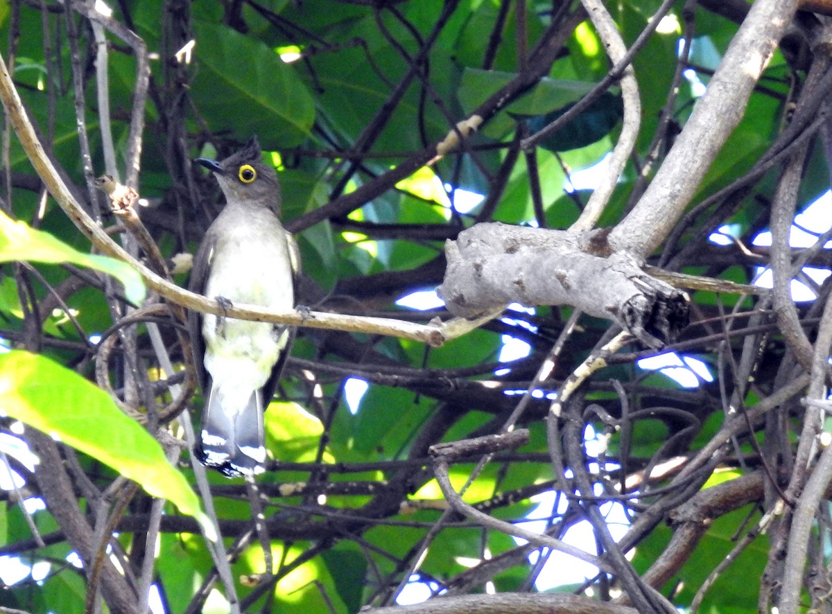 Yellow-wattled Bulbul - ML238424071