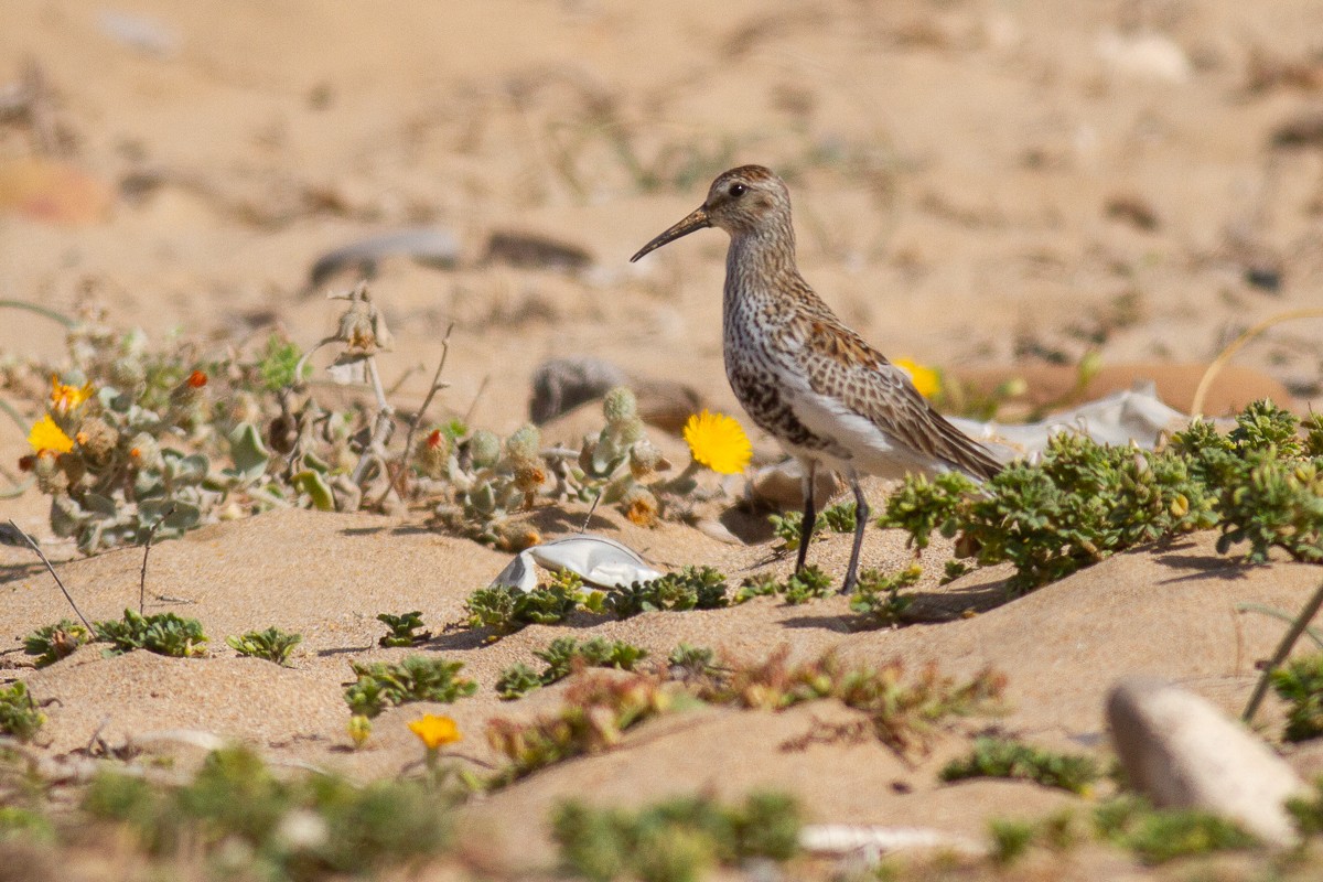 Dunlin (schinzii) - ML238424631