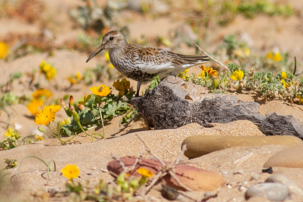 Dunlin (schinzii) - ML238424671