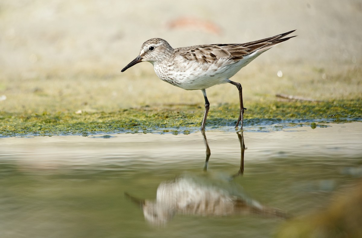 White-rumped Sandpiper - Daniel López-Velasco | Ornis Birding Expeditions