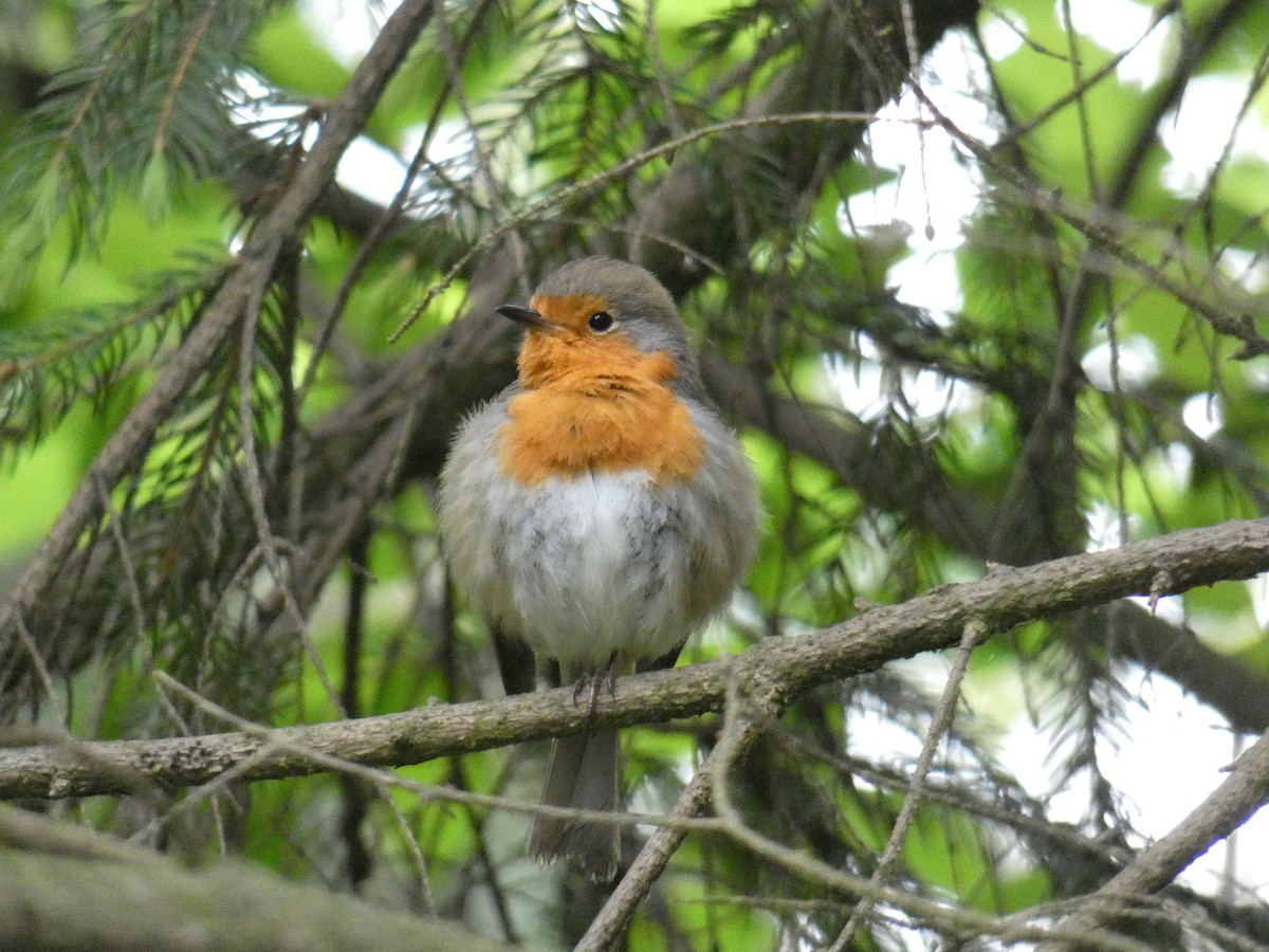 European Robin - ML238425981