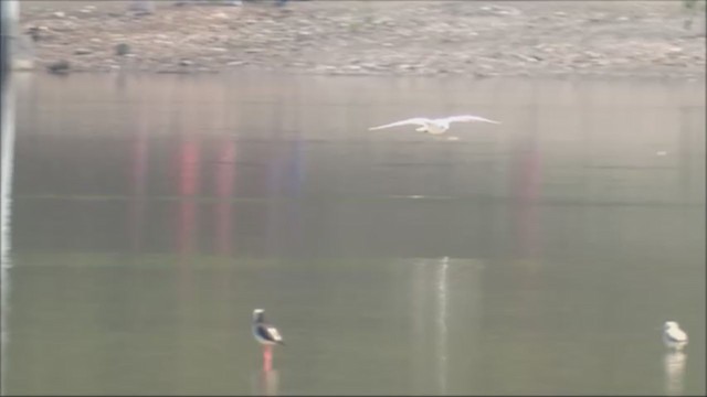 Black-headed Gull - ML238426281