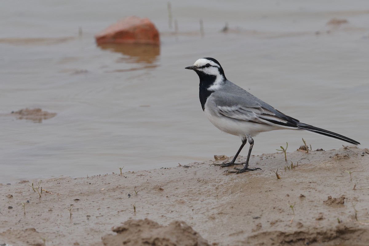 White Wagtail (ocularis) - Vincent Wang