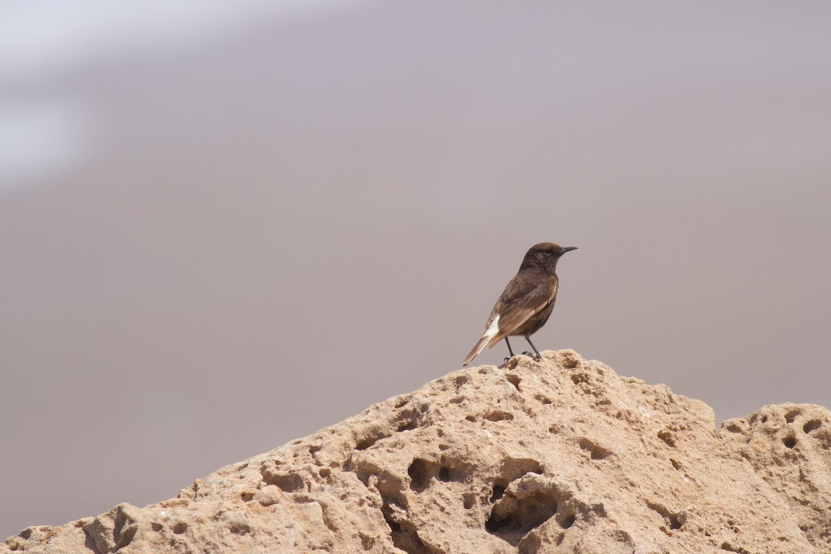 Black Wheatear - ML238427041