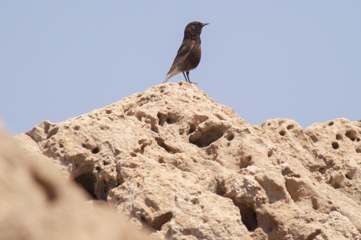 Black Wheatear - ML238427831