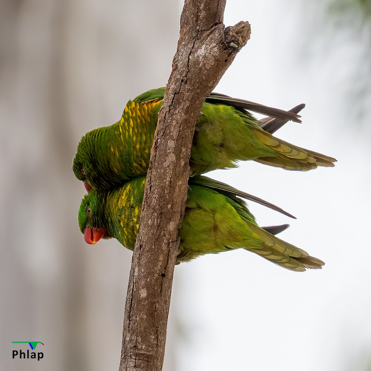 Scaly-breasted Lorikeet - ML238428181