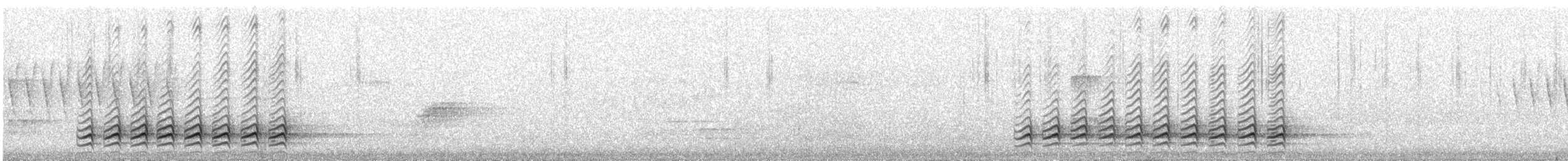 Sittelle à poitrine blanche (carolinensis) - ML238433651