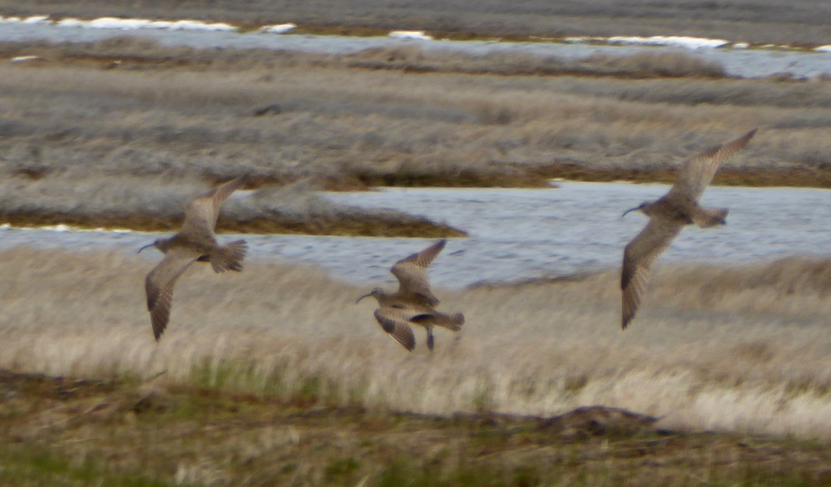 Whimbrel - ML238435411