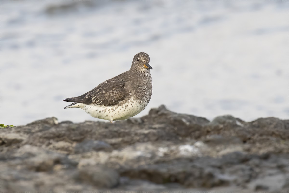 Surfbird - ML238438661