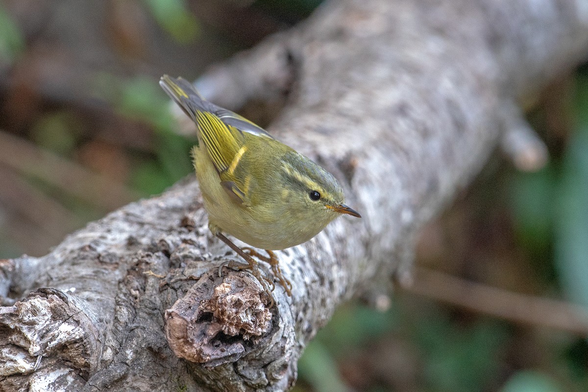 Buff-barred Warbler - Yash Kothiala