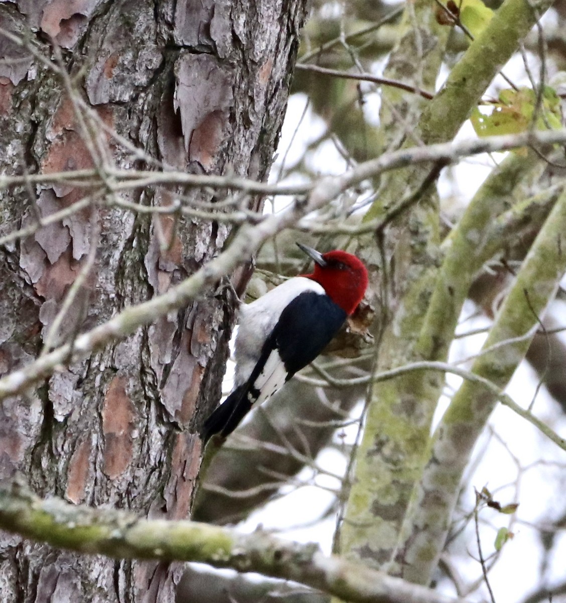 Red-headed Woodpecker - ML238443441