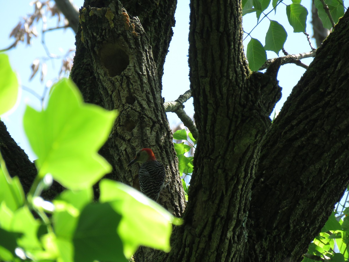 Red-bellied Woodpecker - ML238443911