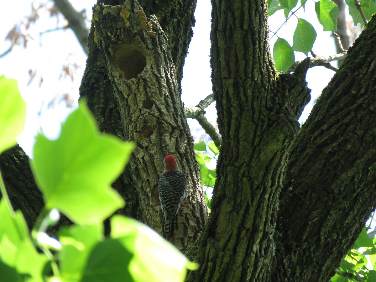 Red-bellied Woodpecker - ML238443921