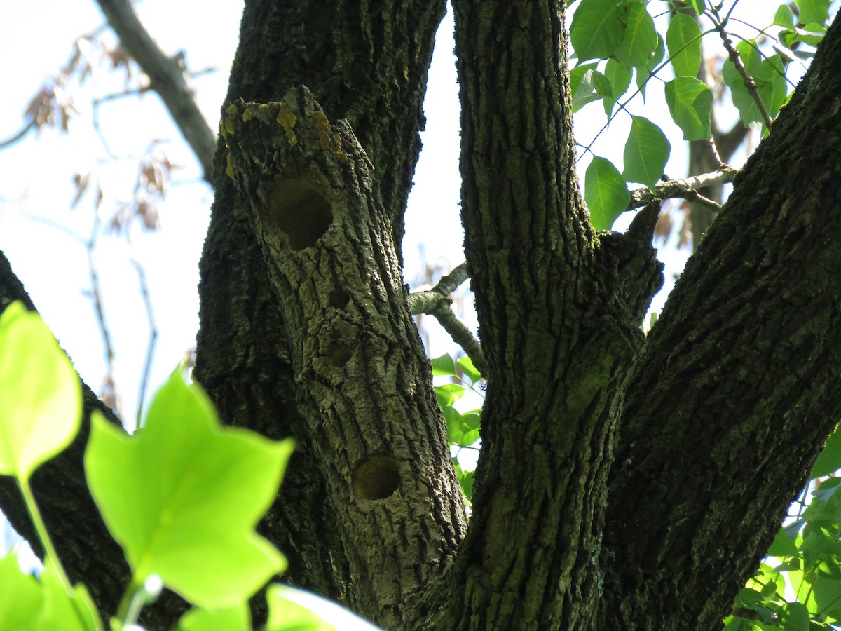 Red-bellied Woodpecker - ML238443961