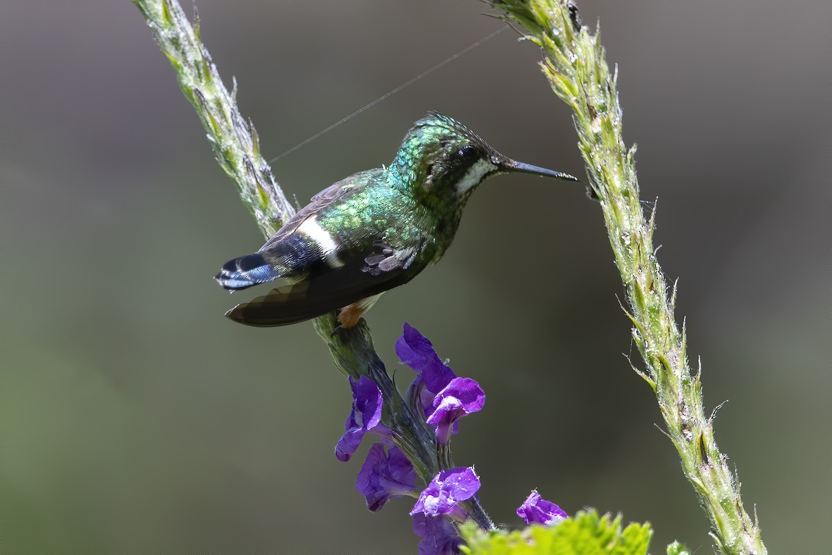 kolibřík ostrochocholatý - ML238444951