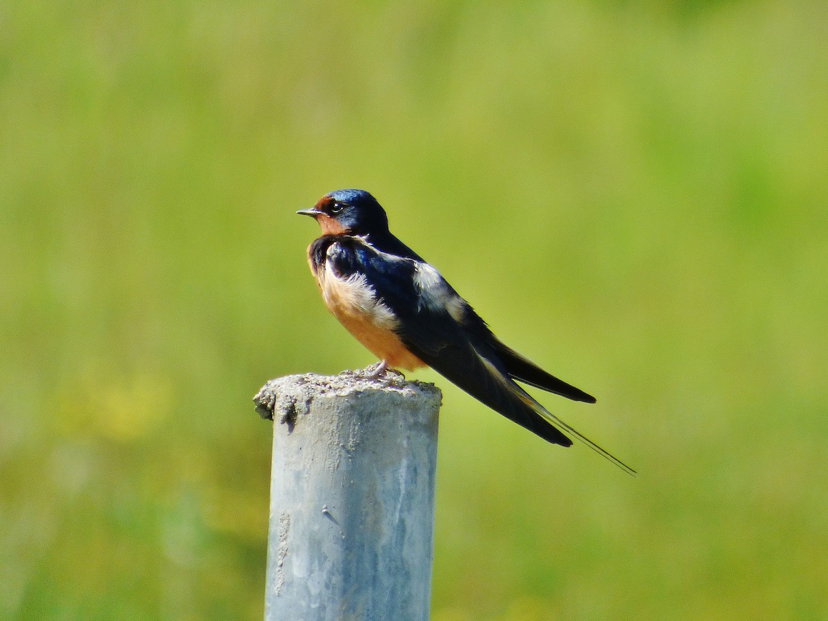 Barn Swallow - Craig Johnson