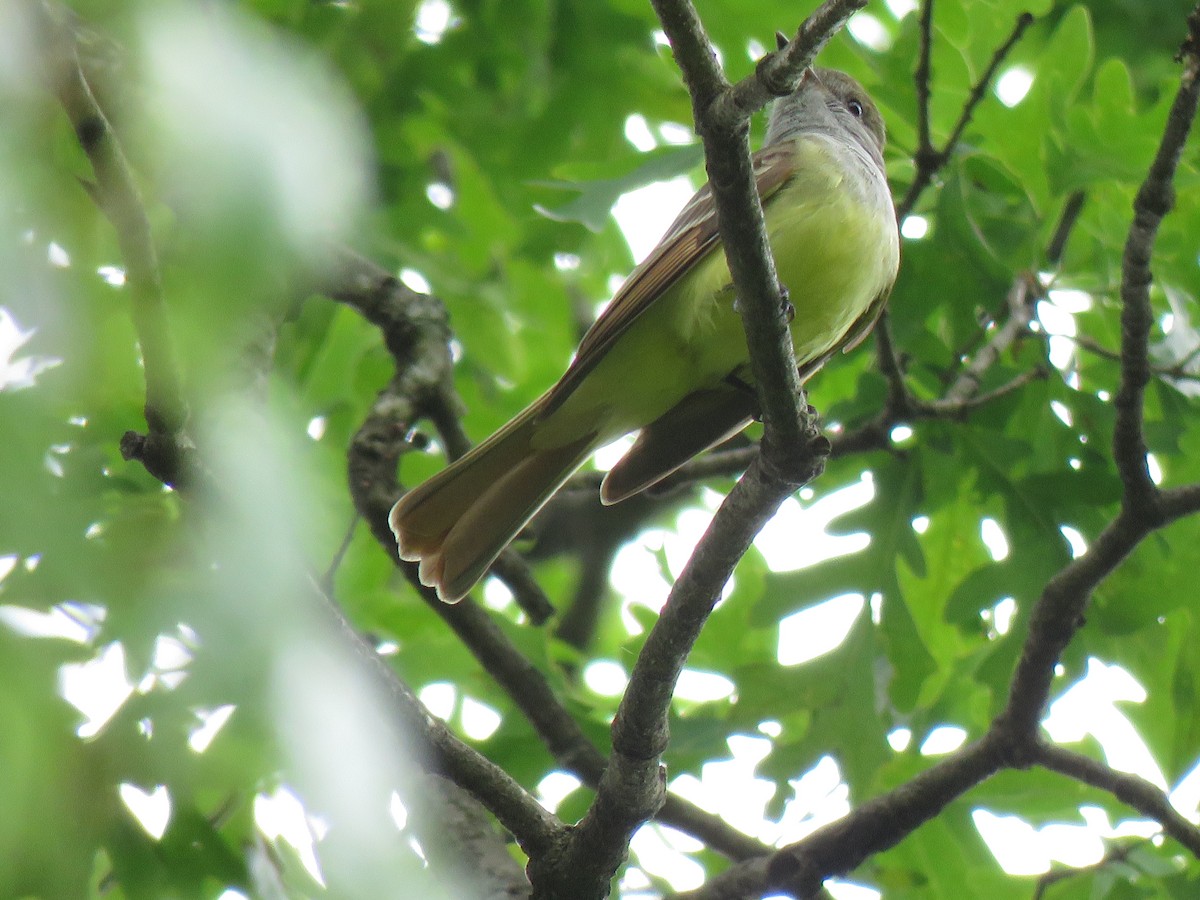 Great Crested Flycatcher - ML238445491