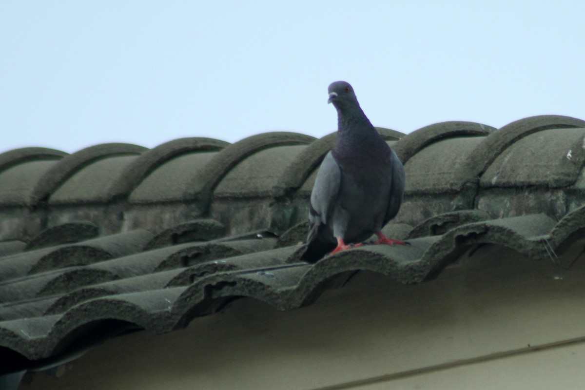 Rock Pigeon (Feral Pigeon) - ML238445971