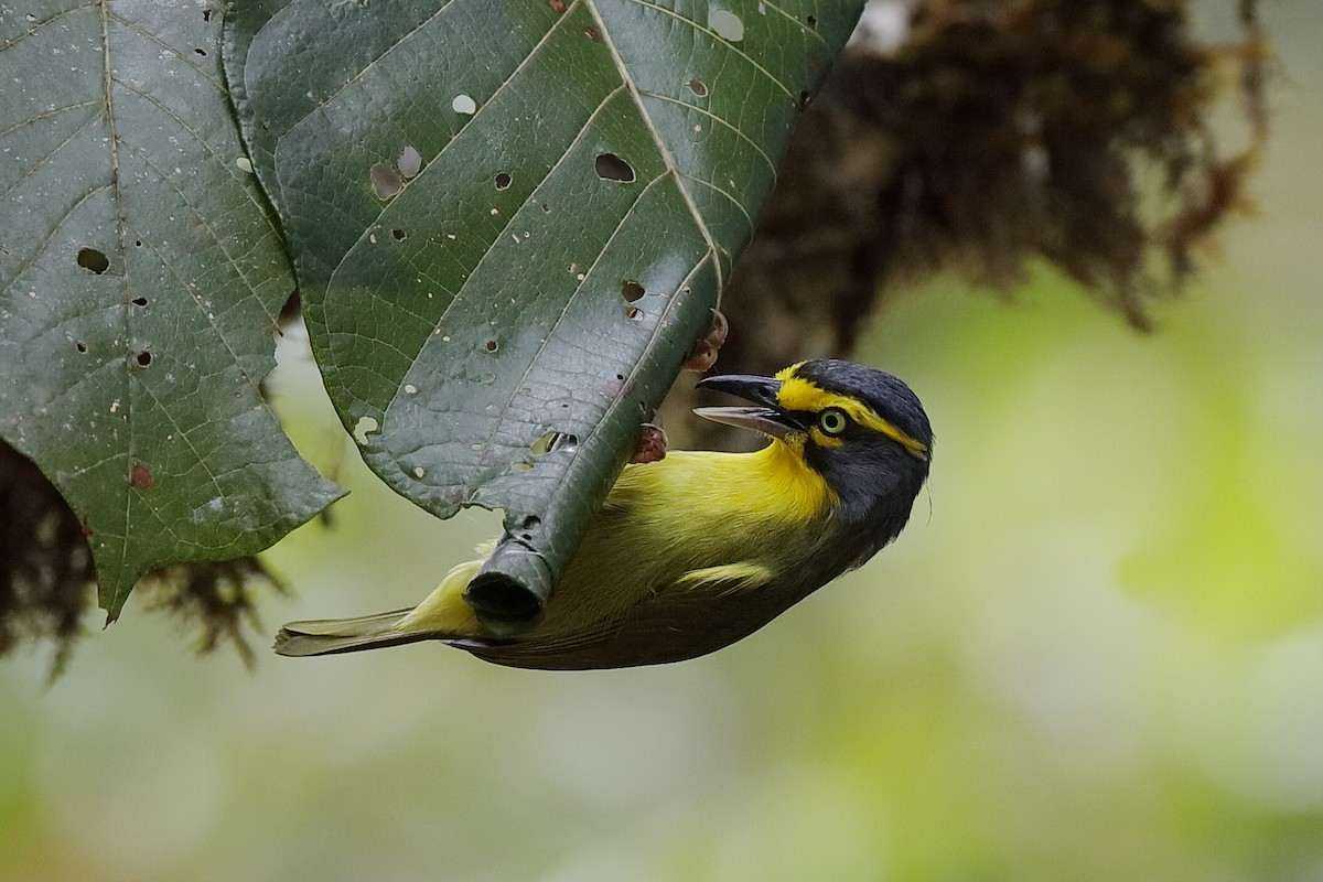 Schieferkopfvireo - ML238446841