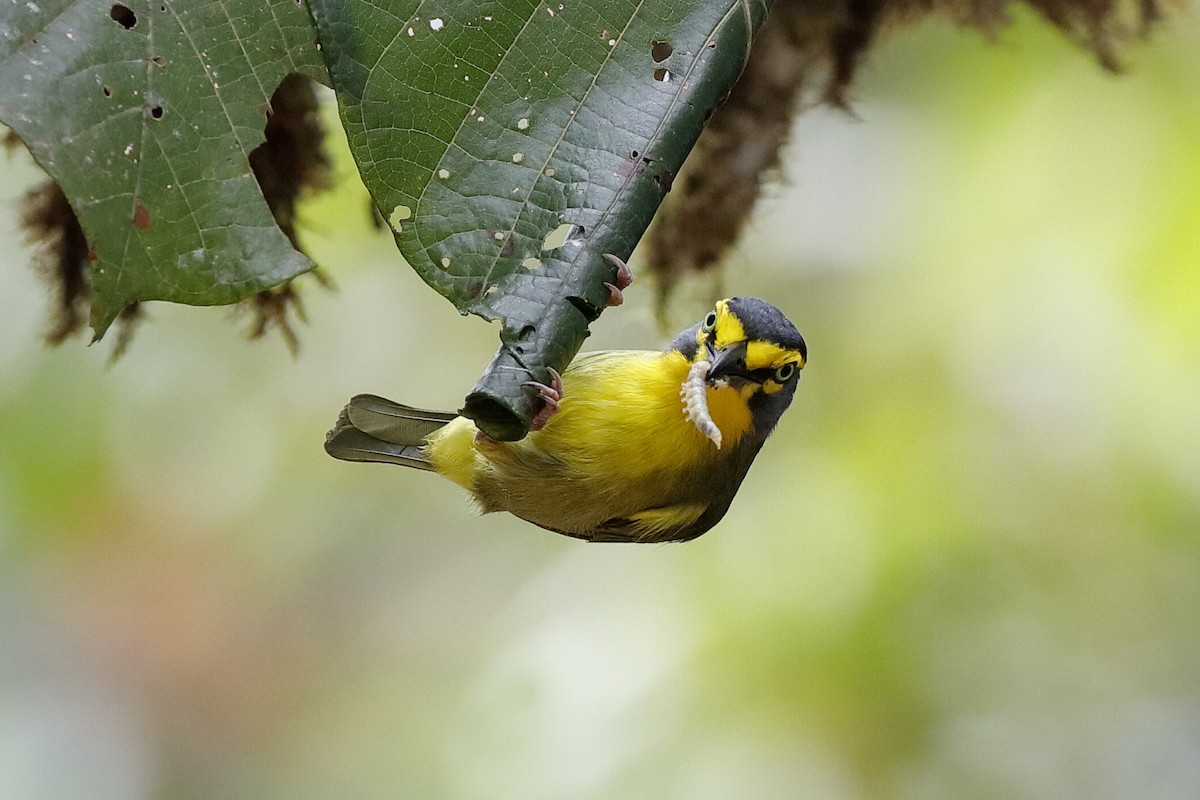 Schieferkopfvireo - ML238446851