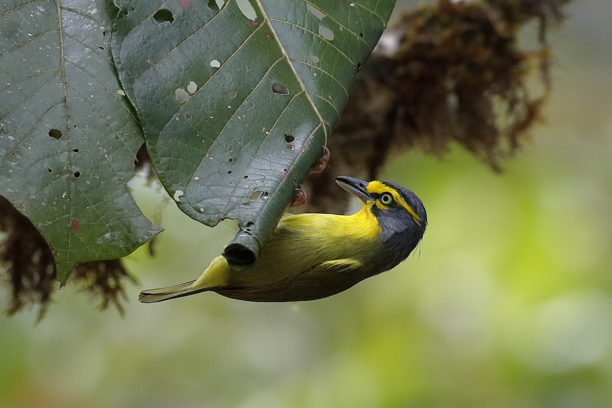 Schieferkopfvireo - ML238446871