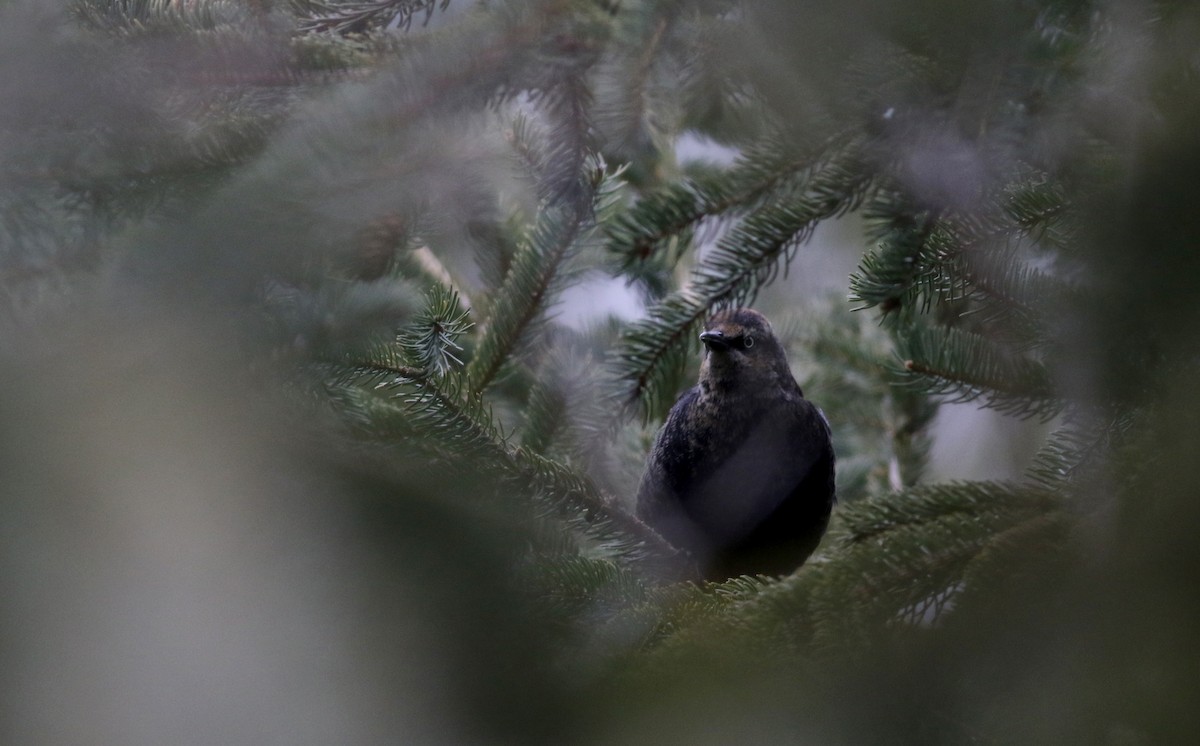 Rusty Blackbird - ML23844861