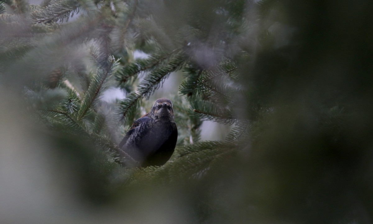 Rusty Blackbird - ML23844871