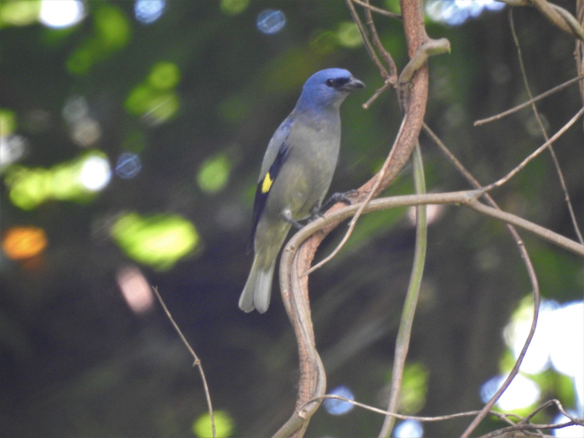 Yellow-winged Tanager - ML238450231