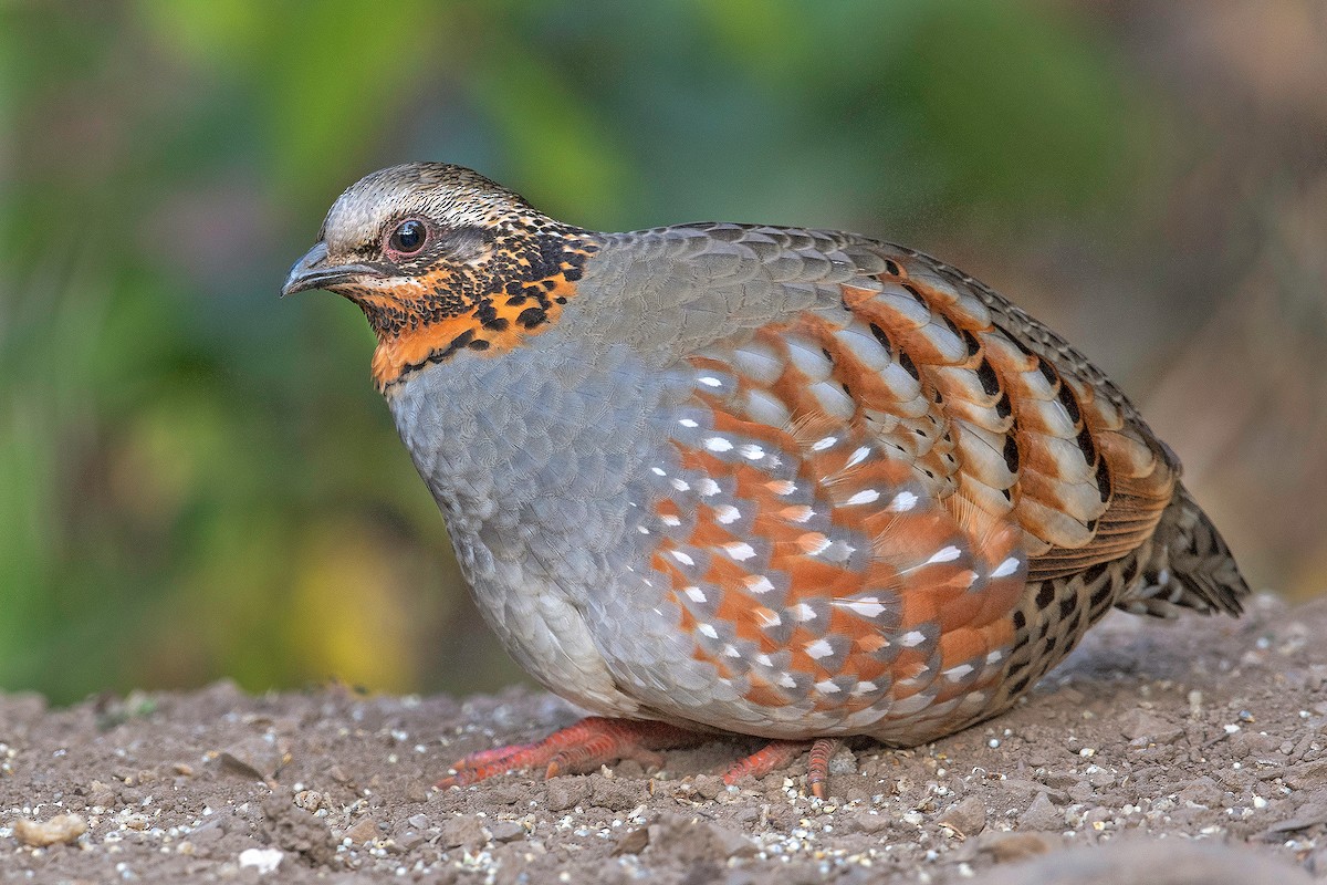 Rufous-throated Partridge - Yash Kothiala