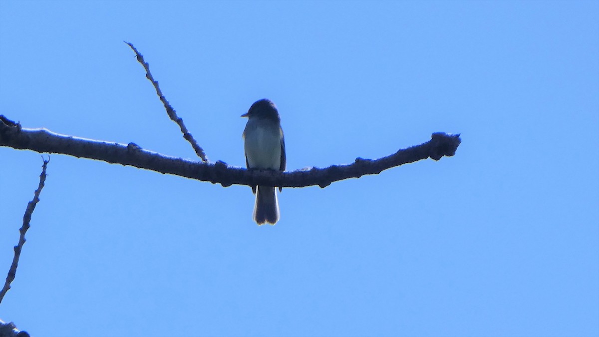 Eastern Wood-Pewee - ML238452091