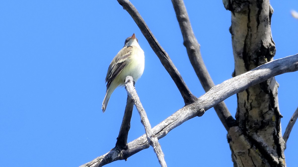 Eastern Wood-Pewee - ML238452131